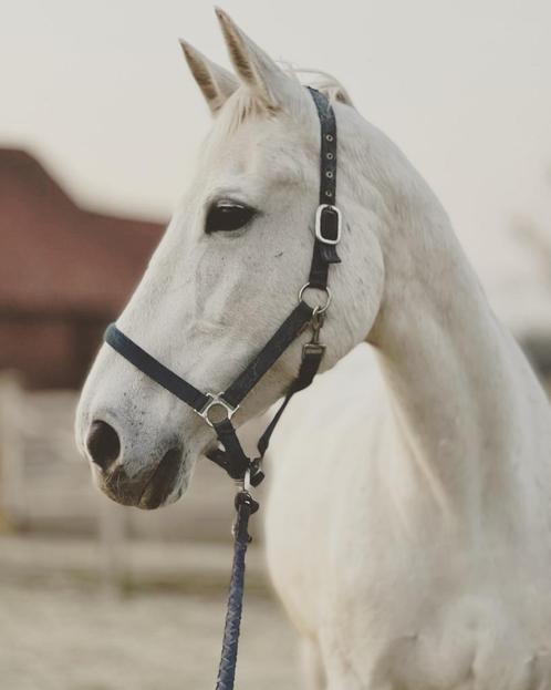 Gezocht: Hulp voor verzorging paard/stal/weide tegen vergoed, Dieren en Toebehoren, Overige Dieren, Vrouwelijk