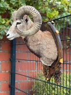 Taxidermie prachtig moeflon, Ophalen of Verzenden