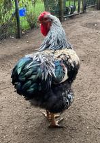 Kippen Wyandotte, Dieren en Toebehoren, Meerdere dieren, Kip