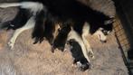 F3 Pomsky pups (mini-husky), Dieren en Toebehoren, Honden | Poolhonden, Keeshonden en Oertypen, België, Fokker | Hobbymatig, Overige rassen