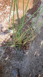 Zebrabies voor de vijver, Ophalen, Nieuw, Overige typen