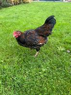 Wyandotte haan, Dieren en Toebehoren, Pluimvee