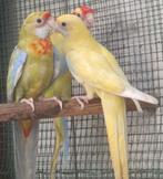 Rosella, Geslacht onbekend, Parkiet, Geringd