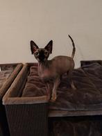 Sphynx poes, Dieren en Toebehoren, Katten en Kittens | Raskatten | Korthaar, Poes, Gechipt, 3 tot 5 jaar