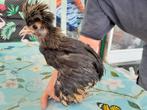 Kippen, Dieren en Toebehoren