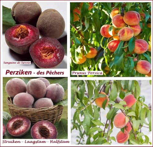 PERZIK-BOMEN: STRUIKEN 17€, LAAGSTAM 17€, HALFSTAM 22€/stuk, Tuin en Terras, Planten | Tuinplanten, Vaste plant, Fruitplanten