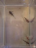 L46 Hypancistrus zebra mops 4 stuks +/-3,5cm, Dieren en Toebehoren, Vissen | Aquariumvissen