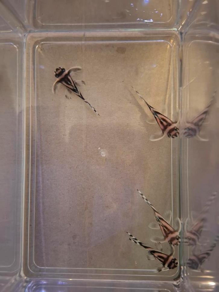 L46 Hypancistrus zebra mops 4 stuks +/-3,5cm, Dieren en Toebehoren, Vissen | Aquariumvissen