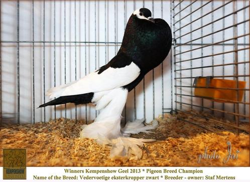 op zoek naar  koppel   eksterkropper, Dieren en Toebehoren, Vogels | Duiven, Kropper, Meerdere dieren