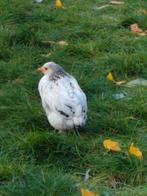 Brahma, Dieren en Toebehoren, Pluimvee
