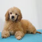 Poedel pups (Abrikoos en Rood) - reutjes te koop, CDV (hondenziekte), Meerdere, Buitenland, Reu
