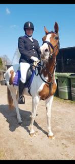 mooi en lieve recreatie paard zoekt 10🌟 huisje, Dieren en Toebehoren, Paarden, Merrie, Met stamboom, Minder dan 160 cm, L
