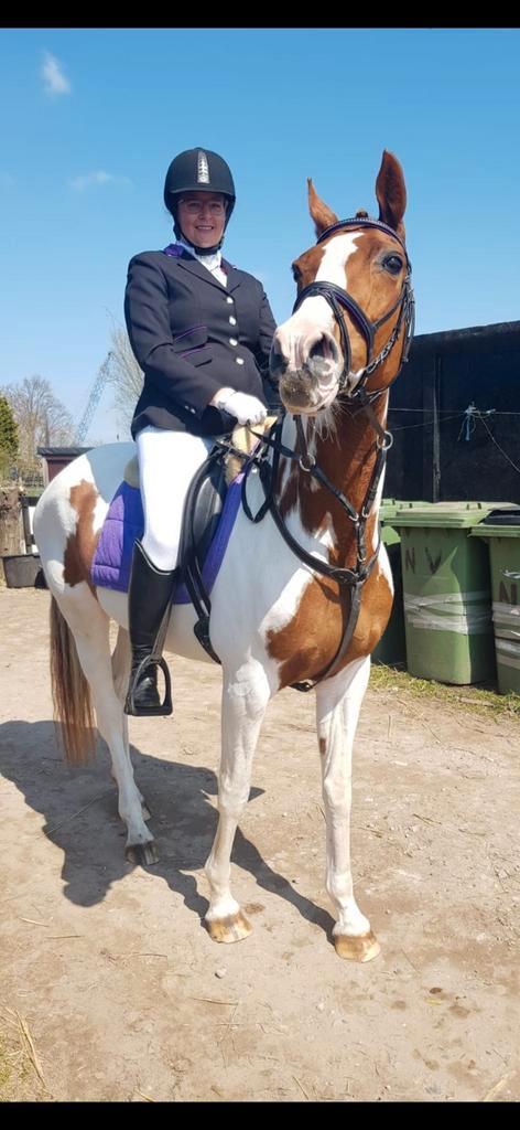 mooi en lieve recreatie paard zoekt 10🌟 huisje, Dieren en Toebehoren, Paarden, Merrie, L, Minder dan 160 cm, 11 jaar of ouder
