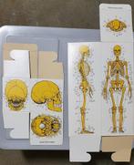 Anatomie squelette, Divers, Fournitures scolaires, Comme neuf, Enlèvement ou Envoi
