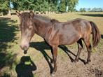Valk merrieveulen, Dieren en Toebehoren, Paarden, Merrie, Gechipt, 0 tot 2 jaar