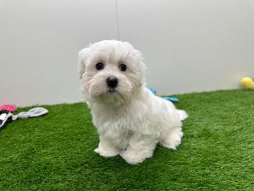 Nids de chiots Bichon Maltais, Bichon maltais, Plusieurs, Parvovirose, Belgique