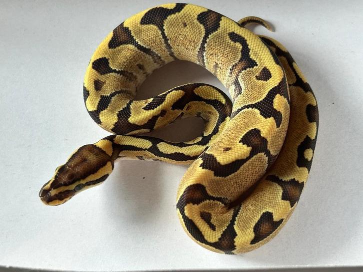0.1 ball python - super enchi fire, Dieren en Toebehoren, Reptielen en Amfibieën, Slang, 0 tot 2 jaar, Tam