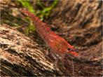 Red Fire (neocaridina) vuurgarnalen te koop (UITVERKOCHT!), Dieren en Toebehoren, Vissen | Aquariumvissen, Kreeft, Krab of Garnaal