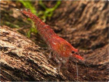 Red Fire (neocaridina) vuurgarnalen te koop beschikbaar voor biedingen