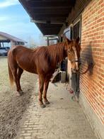 Draver te koop, Dieren en Toebehoren, Paarden, Gechipt, Ruin, Niet van toepassing, 3 tot 6 jaar