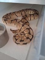Bumblebee het clown 0.1, Serpent, 3 à 6 ans
