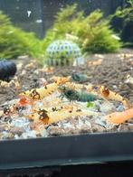 Cull tank mix