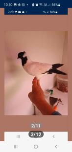 Sierduiven Duitsenon, Dieren en Toebehoren, Vogels | Duiven