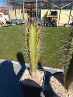 cactus, Maison & Meubles, Plantes d'intérieur, En pot, Plein soleil, Moins de 100 cm, Enlèvement