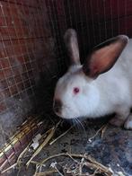 Te koop californier konijn ram., Dieren en Toebehoren, Konijnen