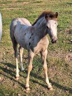 Zeer mooi goed bewegend welsh sectie b merrieveulen, Dieren en Toebehoren, Pony's, Merrie, Gechipt, 0 tot 2 jaar, C pony (1.27m tot 1.37m)