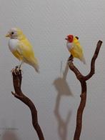 Taxidermie opgezette vogels, Enlèvement ou Envoi, Neuf, Oiseaux, Animal empaillé