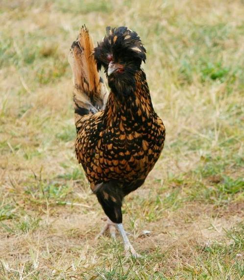 Padua & hollandse kuifhoender kippen hennen, Dieren en Toebehoren, Pluimvee, Kip, Vrouwelijk