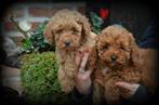 Poedel pups abrikoos, Dieren en Toebehoren, Poedel, België, Reu, CDV (hondenziekte)