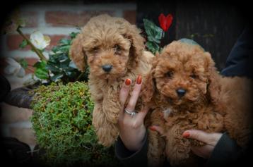 Poedel pups abrikoos beschikbaar voor biedingen