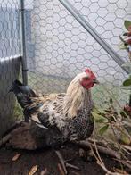 Mooie haantje te koop, Dieren en Toebehoren, Mannelijk, Kip