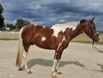 Hele knappe brave ruin 1.55 hoog!!, Gechipt, Minder dan 160 cm, Ruin, 3 tot 6 jaar