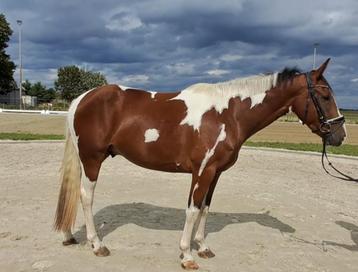 Hele knappe brave ruin 1.55 hoog!!  beschikbaar voor biedingen