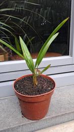 palmboompjes, Tuin en Terras, Planten | Tuinplanten, Vaste plant, Bloeit niet, Halfschaduw, Ophalen