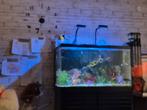 Zeeaquarium te koop, Ophalen, Zo goed als nieuw