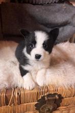 Borgis te koop, Parvo, België, Particulier, Overige rassen