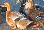Rouaan eenden, Dieren en Toebehoren, Pluimvee