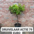 Druivelaars aan stuntprijzen!, Ophalen