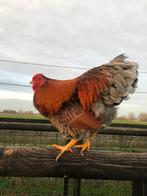 Wyandotte kriel hanen, Dieren en Toebehoren, Pluimvee