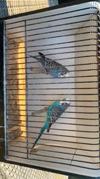 perruches, Animaux & Accessoires
