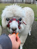 Alpaca merrietje van 2025, Dieren en Toebehoren, Overige Dieren, Juni, Vrouwelijk