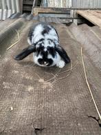 Nhd konijnen, Dieren en Toebehoren, Konijnen, Vrouwelijk, Middelgroot, Hangoor, 0 tot 2 jaar