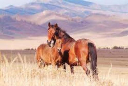 Binnenkort: PRE hengstenveulen te koop super papieren, Dieren en Toebehoren, Pony's, Hengst, Niet van toepassing, 0 tot 2 jaar