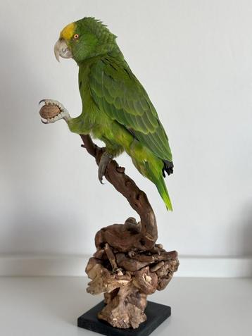 Amazone à double tête jaune montée - Wildernis Atelier, Enlèvement ou Envoi, Neuf, Oiseaux, Animal empaillé