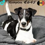 Rataplan & Ratatouille - mâles Fox Anglais, 15 semaines à 1 an, Commerçant, Chien (mâle), Autres races