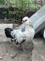 Baardkrielen (klein ras)  van 2025, Dieren en Toebehoren, Pluimvee, Mannelijk, Kip